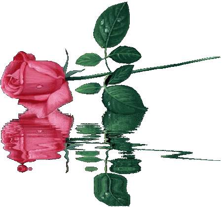 Odbita różowa róża w tafli wody